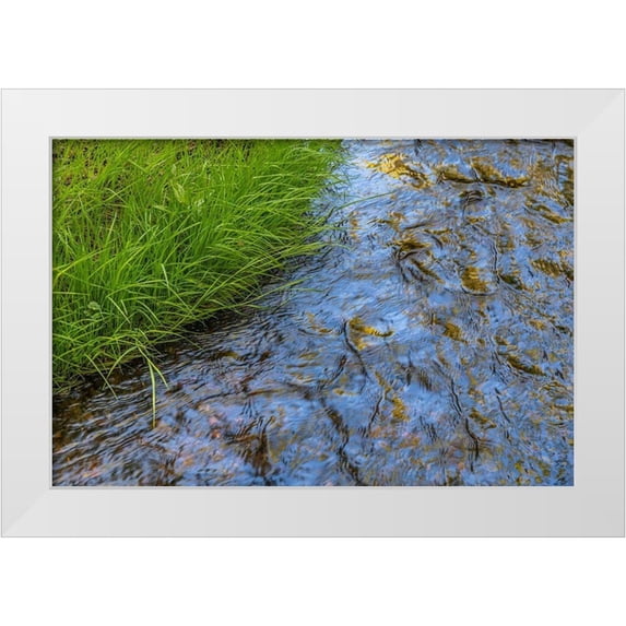 Jaynes Gallery 24x17 White Modern Wood Framed Museum Art Print Titled - Washington State-Seabeck Grass alongside stream in Guillemot Cove Nature Preserve