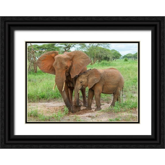 Jaynes Gallery 24x18 Black Ornate Wood Framed with Double Matting Museum Art Print Titled - Africa-Tanzania-Tarangire National Park African elephant adult and baby