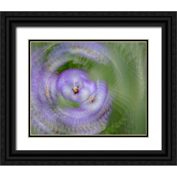 Jaynes Gallery 24x20 Black Ornate Wood Framed with Double Matting Museum Art Print Titled - France-Giverny Abstract of purple pansy
