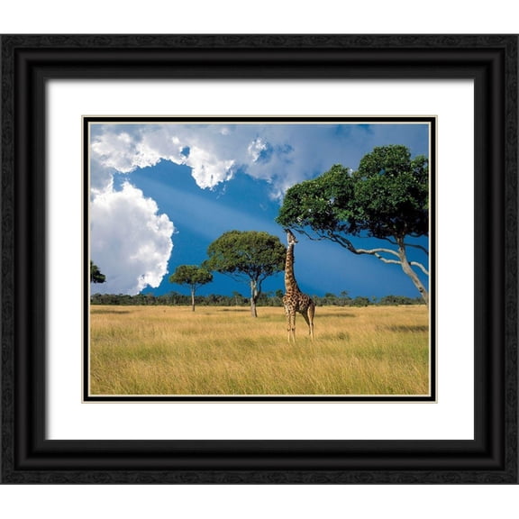 Jaynes Gallery 24x20 Black Ornate Wood Framed with Double Matting Museum Art Print Titled - Kenya-Masai Mara Conservancy