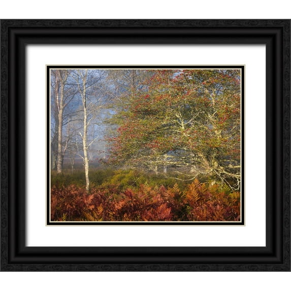 Jaynes Gallery 24x20 Black Ornate Wood Framed with Double Matting Museum Art Print Titled - USA-West Virginia-Davis Autumn colors in forest