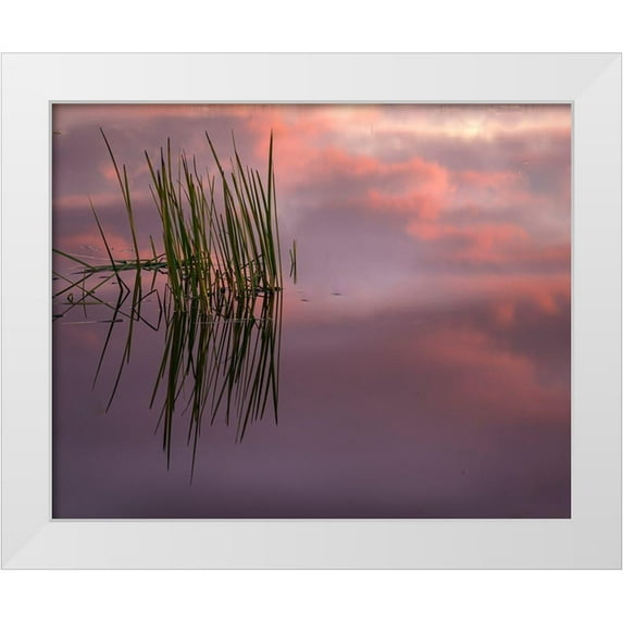 Jaynes Gallery 24x20 White Modern Wood Framed Museum Art Print Titled - New Jersey-Pine Barrens Sunset on lake reeds