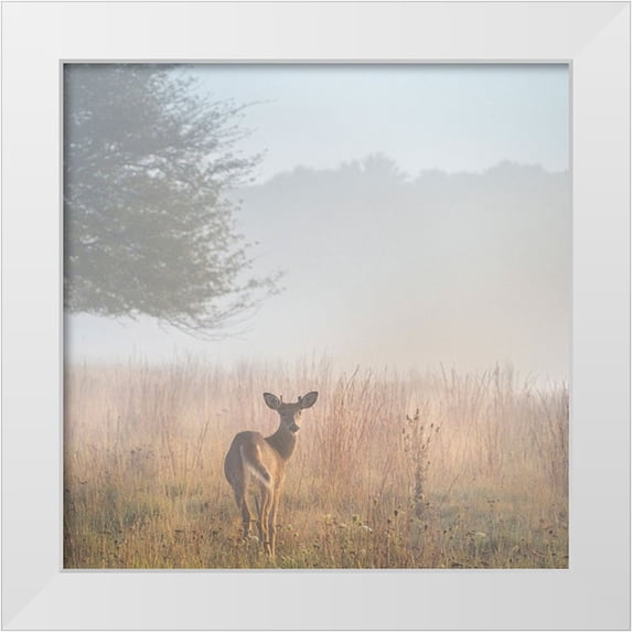 Jaynes Gallery 26x26 White Modern Wood Framed Museum Art Print Titled - USA-West Virginia-Davis Deer in foggy field