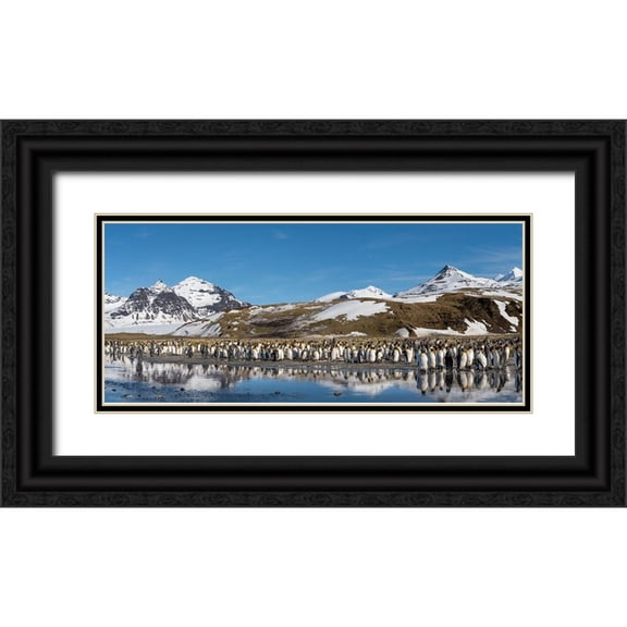 Jaynes Gallery 32x16 Black Ornate Wood Framed with Double Matting Museum Art Print Titled - Antarctica-South Georgia Island-Salisbury Plain Panoramic of king penguins reflecting