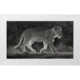 thumbnail image 1 of Jaynes Gallery 32x20 White Modern Wood Framed Museum Art Print Titled - Africa-Kenya-Maasai Mara National Reserve Backlit close-up of young lion, 1 of 4