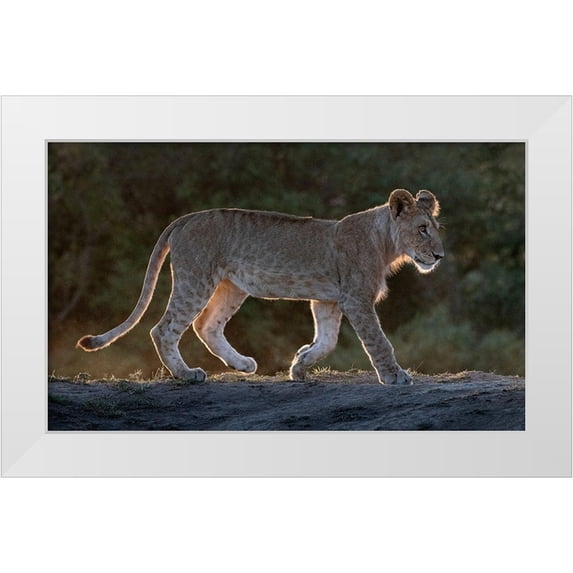 Jaynes Gallery 32x21 White Modern Wood Framed Museum Art Print Titled - Africa-Kenya-Maasai Mara National Reserve Backlit close-up of young lion