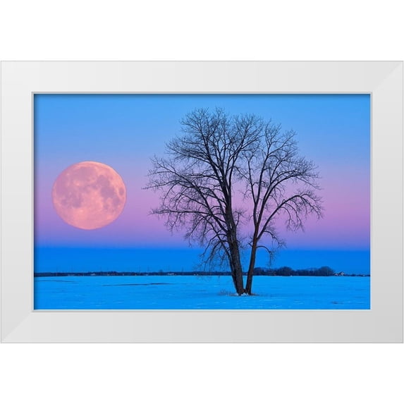 Jaynes Gallery 32x22 White Modern Wood Framed Museum Art Print Titled - Canada-Manitoba-Dugald Full moon and cottonwood tree at dawn