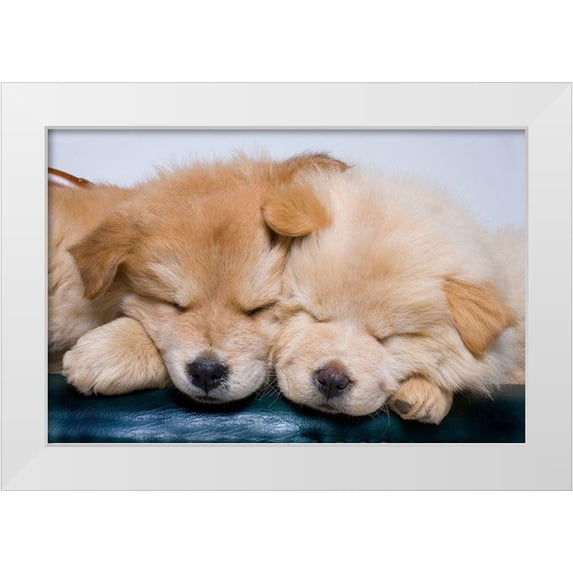 Jaynes Gallery 32x22 White Modern Wood Framed Museum Art Print Titled - Close-up of two chow puppies sleeping