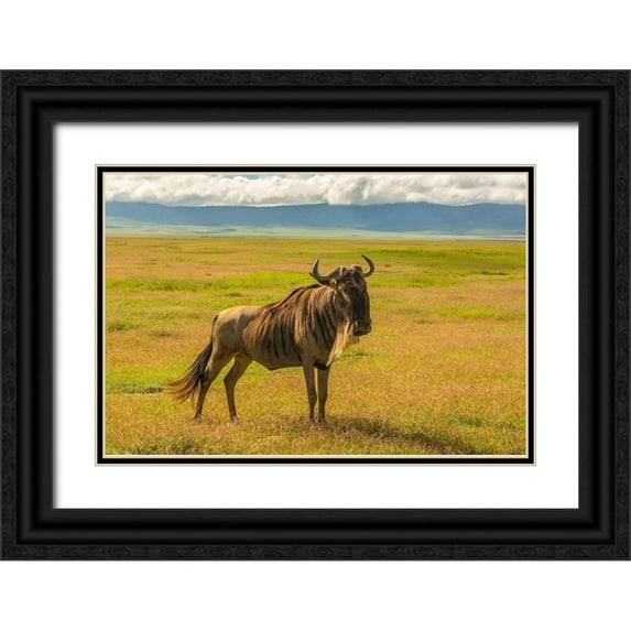 Jaynes Gallery 32x23 Black Ornate Wood Framed with Double Matting Museum Art Print Titled - Africa-Tanzania-Ngorongoro Crater White bearded wildebeest on plain