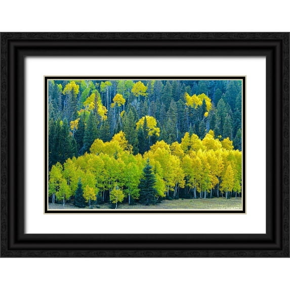 Jaynes Gallery 32x23 Black Ornate Wood Framed with Double Matting Museum Art Print Titled - Arizona-Grand Canyon National Park Autumn aspens in Grand Canyon
