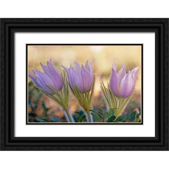 Jaynes Gallery 32x23 Black Ornate Wood Framed with Double Matting Museum Art Print Titled - Canada-Manitoba-Sandilands Provincial Forest Prairie crocus flowers close-up