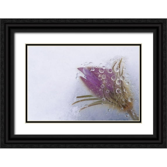 Jaynes Gallery 32x23 Black Ornate Wood Framed with Double Matting Museum Art Print Titled - Canada-Manitoba-Sandilands Provincial Forest Prairie crocus flowers close-up through window