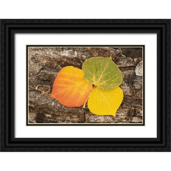 Jaynes Gallery 32x23 Black Ornate Wood Framed with Double Matting Museum Art Print Titled - USA-Colorado-Uncompahgre National Forest Wet aspen leaves on log