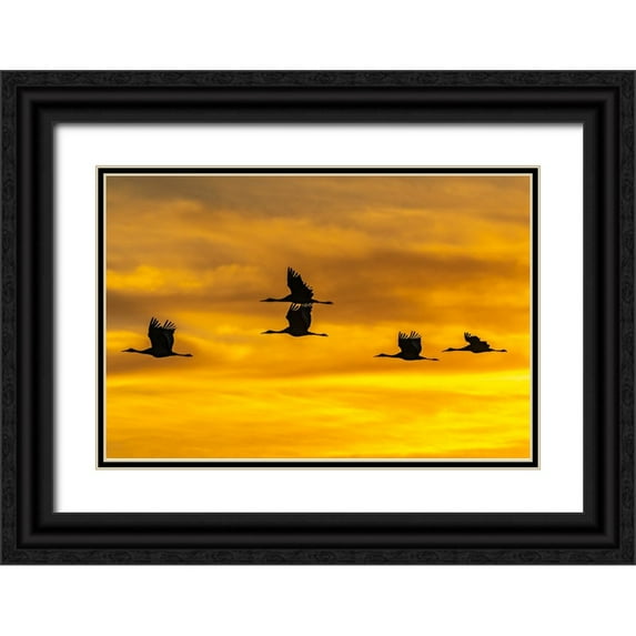 Jaynes Gallery 32x23 Black Ornate Wood Framed with Double Matting Museum Art Print Titled - USA-New Mexico-Bosque Del Apache National Wildlife Refuge-Sandhill cranes in flight at sunrise