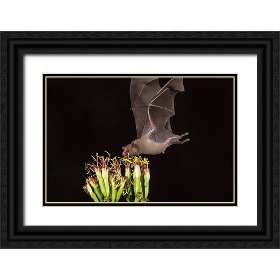 Jaynes Gallery 32x23 Black Ornate Wood Framed with Double Matting Museum Art Print Titled - Arizona-Santa Cruz County Bat feeds on yucca nectar