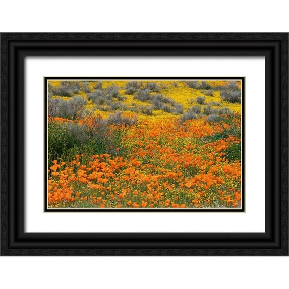Jaynes Gallery 32x23 Black Ornate Wood Framed with Double Matting Museum Art Print Titled - California-Mojave Desert California poppy super bloom