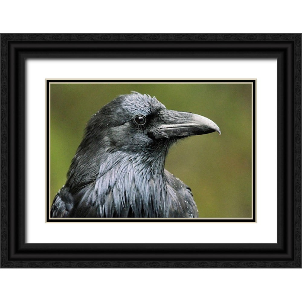 Jaynes Gallery 32x23 Black Ornate Wood Framed with Double Matting