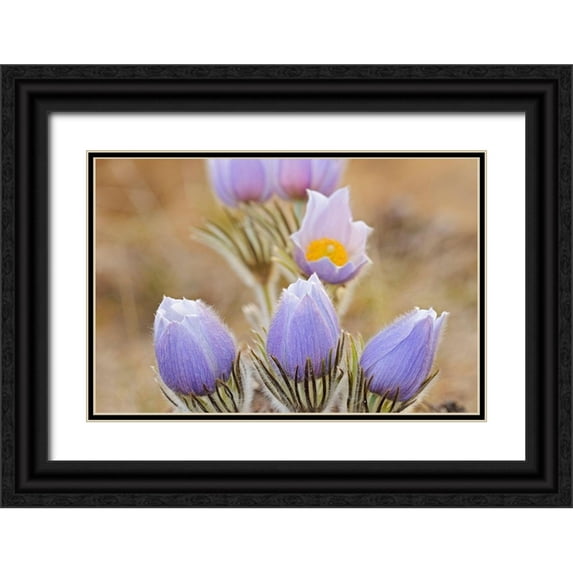 Jaynes Gallery 32x23 Black Ornate Wood Framed with Double Matting Museum Art Print Titled - Canada-Manitoba Prairie crocus flowers close-up