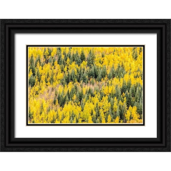 Jaynes Gallery 32x23 Black Ornate Wood Framed with Double Matting Museum Art Print Titled - Colorado-Gunnison National Forest Aspen forest in autumn