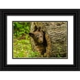 thumbnail image 1 of Jaynes Gallery 32x23 Black Ornate Wood Framed with Double Matting Museum Art Print Titled - Minnesota-black bear cub-captive, 1 of 4