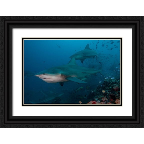 Jaynes Gallery 32x23 Black Ornate Wood Framed with Double Matting Museum Art Print Titled - South Pacific-Fiji Bull sharks