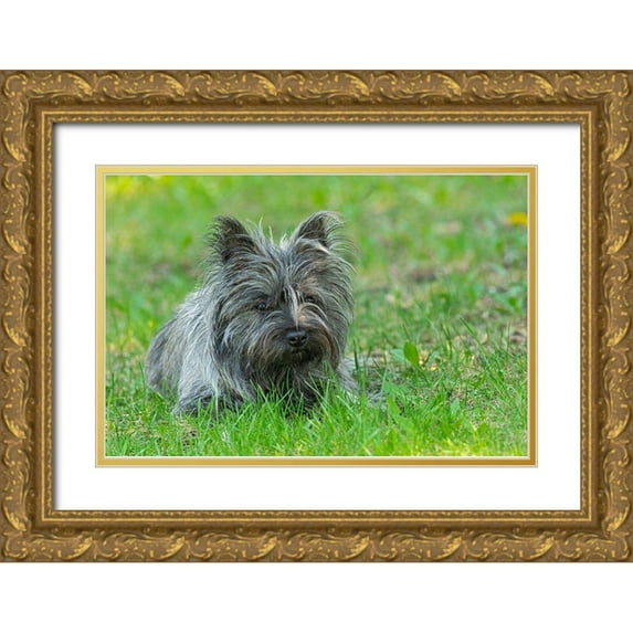 Jaynes Gallery 32x23 Gold Ornate Wood Framed with Double Matting Museum Art Print Titled - Canada-Manitoba-Winnipeg Pedigree Cairn terrier female close-up