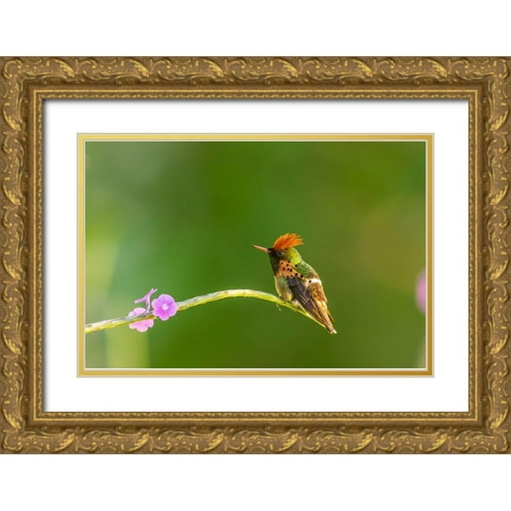 Jaynes Gallery 32x23 Gold Ornate Wood Framed with Double Matting Museum Art Print Titled - Caribbean-Trinidad-Asa Wright Nature Center Male tufted coquette hummingbird and vervine flower