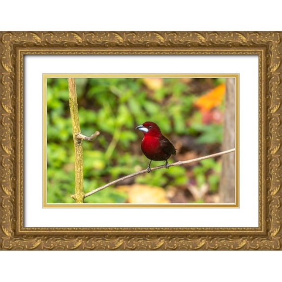 Jaynes Gallery 32x23 Gold Ornate Wood Framed with Double Matting Museum Art Print Titled - Caribbean-Trinidad-Asa Wright Nature Center Silver-beaked tanager bird on limb