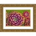 thumbnail image 1 of Jaynes Gallery 32x23 Gold Ornate Wood Framed with Double Matting Museum Art Print Titled - USA-Colorado-Fort Collins Hens and chicks succulent plant close-up, 1 of 4