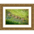 thumbnail image 1 of Jaynes Gallery 32x23 Gold Ornate Wood Framed with Double Matting Museum Art Print Titled - USA-Colorado-Fort Collins Mallard ducklings swimming in stream, 1 of 4