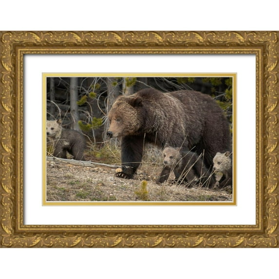 Jaynes Gallery 32x23 Gold Ornate Wood Framed with Double Matting Museum Art Print Titled - Wyoming-Yellowstone National Park Grizzly bear sow with cubs in spring