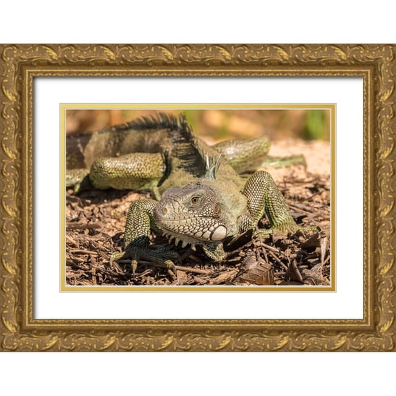 Jaynes Gallery 32x23 Gold Ornate Wood Framed with Double Matting Museum Art Print Titled - Brazil-Pantanal Green iguana