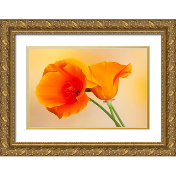 Jaynes Gallery 32x23 Gold Ornate Wood Framed with Double Matting Museum Art Print Titled - California Close-up of orange poppy