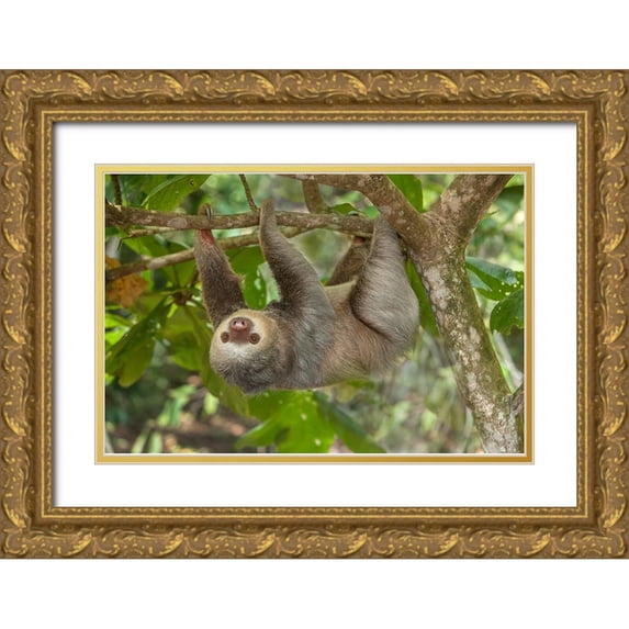 Jaynes Gallery 32x23 Gold Ornate Wood Framed with Double Matting Museum Art Print Titled - Costa Rica-Two-toed sloth hangs upside down in tree