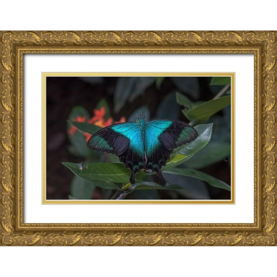 Jaynes Gallery 32x23 Gold Ornate Wood Framed with Double Matting Museum Art Print Titled - Indonesia-Bali Blue swallowtail butterfly on leaf