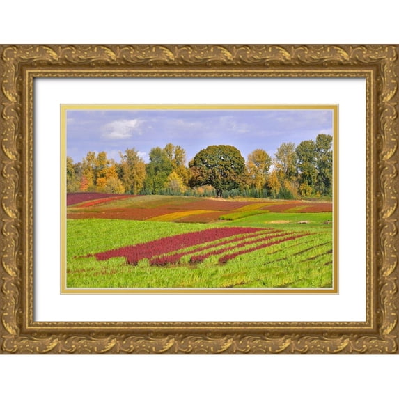 Jaynes Gallery 32x23 Gold Ornate Wood Framed with Double Matting Museum Art Print Titled - Oregon-Sauvie Island Rows of crops on farm