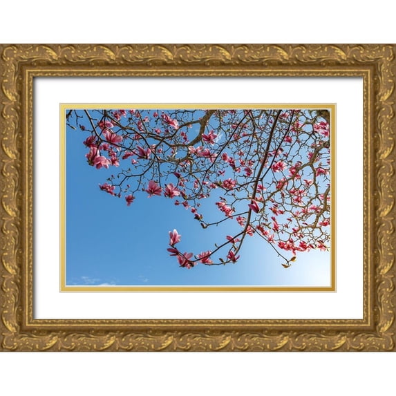 Jaynes Gallery 32x23 Gold Ornate Wood Framed with Double Matting Museum Art Print Titled - Washington State-Seabeck Tulip magnolia tree in bloom