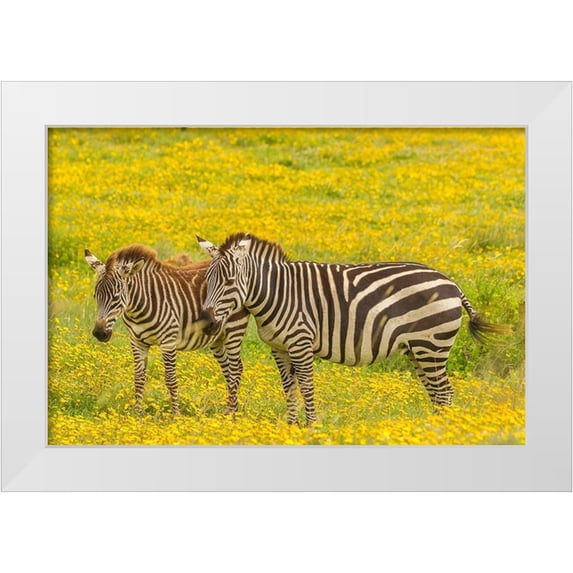 Jaynes Gallery 32x23 White Modern Wood Framed Museum Art Print Titled - Africa-Tanzania-Ngorongoro Crater Plains zebra adult and young in flower field