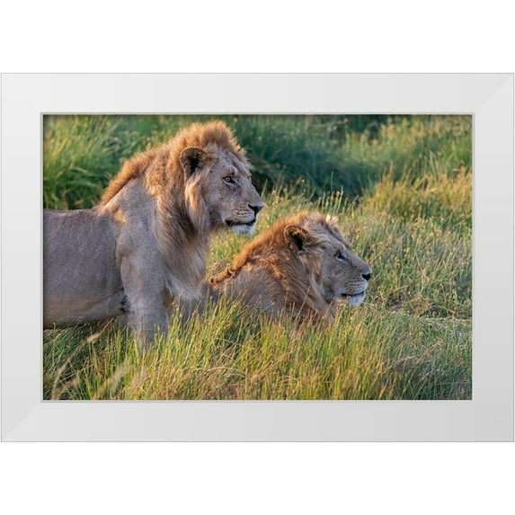 Jaynes Gallery 32x23 White Modern Wood Framed Museum Art Print Titled - Africa-Tanzania-Serengeti National Park Male lions close-up