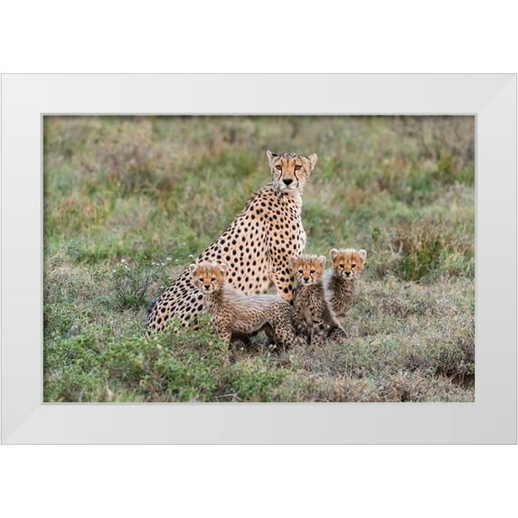 Jaynes Gallery 32x23 White Modern Wood Framed Museum Art Print Titled - Africa-Tanzania-Serengeti National Park Mother cheetah and young