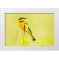 thumbnail image 1 of Jaynes Gallery 32x23 White Modern Wood Framed Museum Art Print Titled - Africa-Tanzania-Tarangire National Park Little bee eater close-up, 1 of 4