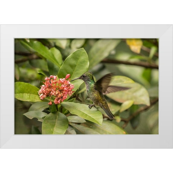 Jaynes Gallery 32x23 White Modern Wood Framed Museum Art Print Titled - Argentina-Puerto Iguazu-Jardin de los Picaflores Versicolored emerald hummingbird feeding