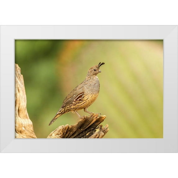 Jaynes Gallery 32x23 White Modern Wood Framed Museum Art Print Titled - Arizona-Santa Cruz County Gambels quail female on stump