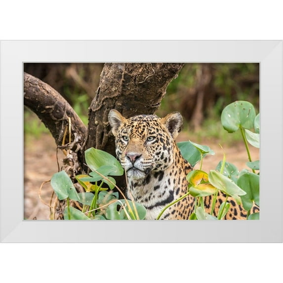 Jaynes Gallery 32x23 White Modern Wood Framed Museum Art Print Titled - Brazil-Pantanal Close-up of jaguar