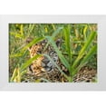thumbnail image 1 of Jaynes Gallery 32x23 White Modern Wood Framed Museum Art Print Titled - Brazil-Pantanal Close-up of jaguar, 1 of 4
