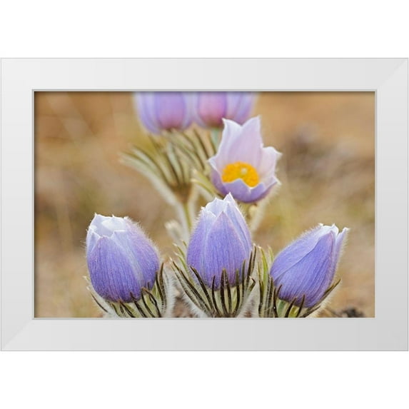 Jaynes Gallery 32x23 White Modern Wood Framed Museum Art Print Titled - Canada-Manitoba Prairie crocus flowers close-up