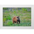thumbnail image 1 of Jaynes Gallery 32x23 White Modern Wood Framed Museum Art Print Titled - Canada-Yukon Young grizzly bear in field, 1 of 4