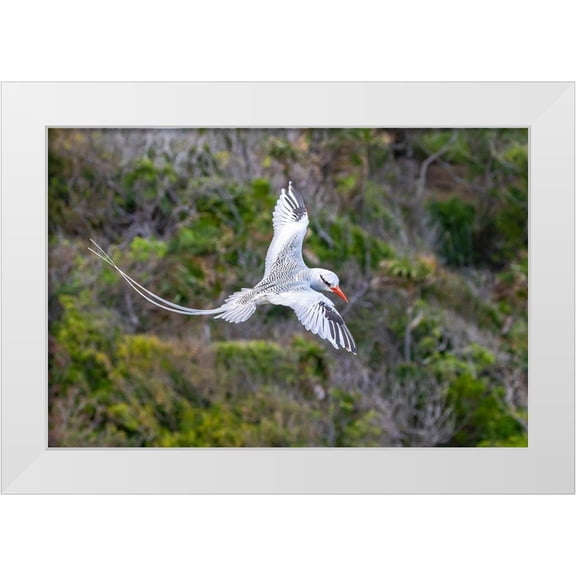 Jaynes Gallery 32x23 White Modern Wood Framed Museum Art Print Titled - Caribbean-Little Tobago Island Red-billed tropicbird in flight
