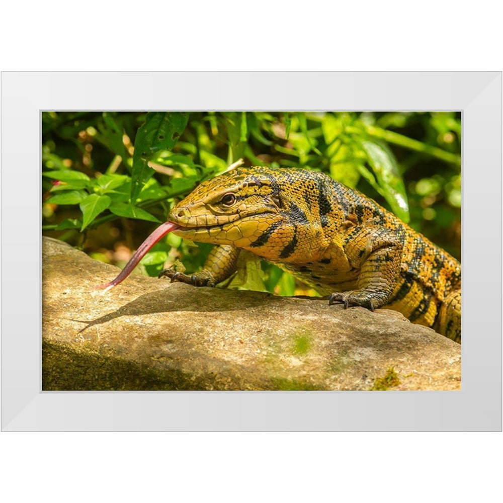 Jaynes Gallery 32x23 White Modern Wood Framed Museum Art Print Titled -  Caribbean-Trinidad-Asa Wright Nature Center Tegu lizard close-up -  Walmart.com, image size:1000x1000