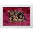 thumbnail image 1 of Jaynes Gallery 32x23 White Modern Wood Framed Museum Art Print Titled - Close-up of Yorkshire terrier puppies on blanket, 1 of 4